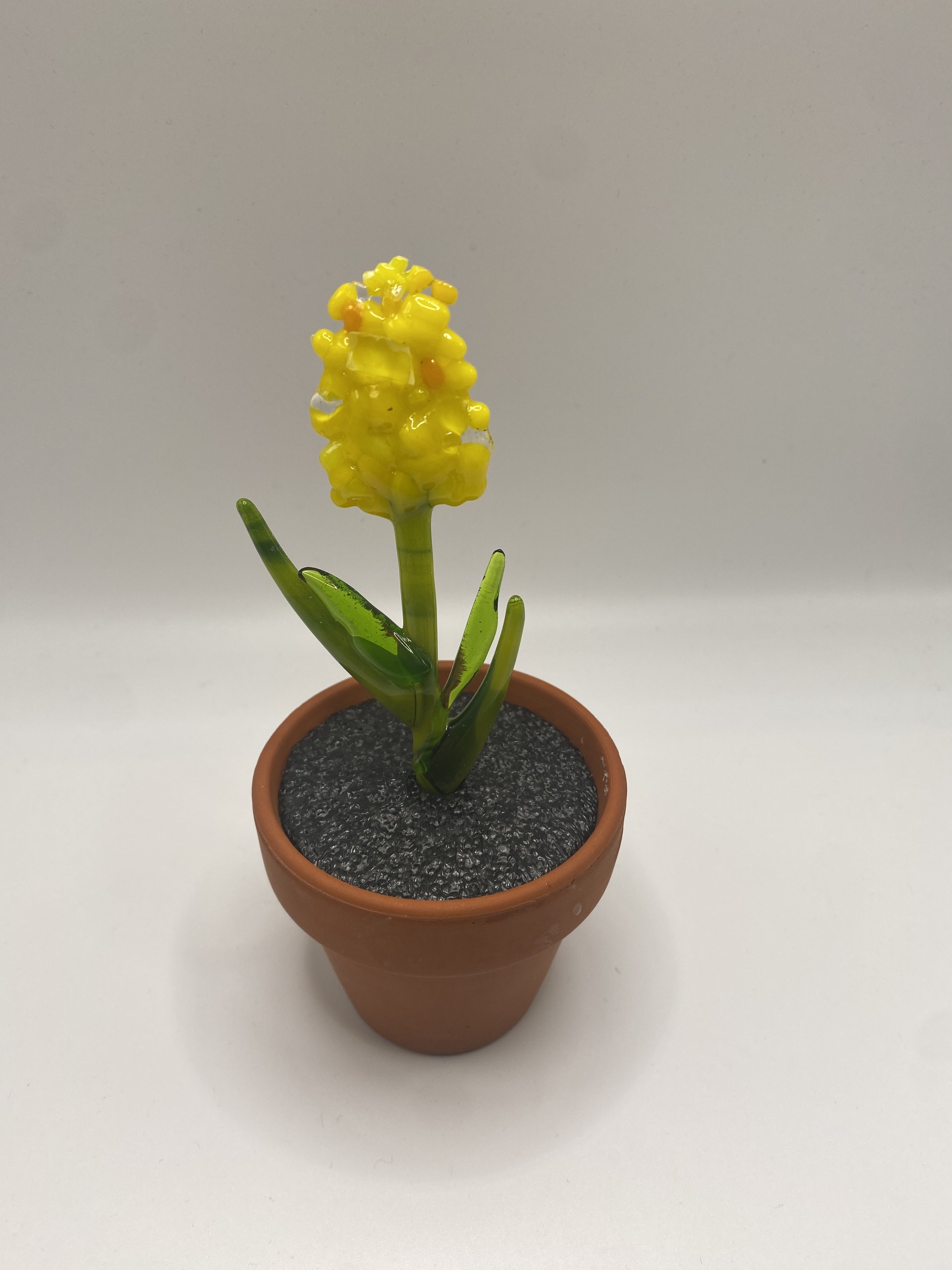 Gul hyacinth i potte.