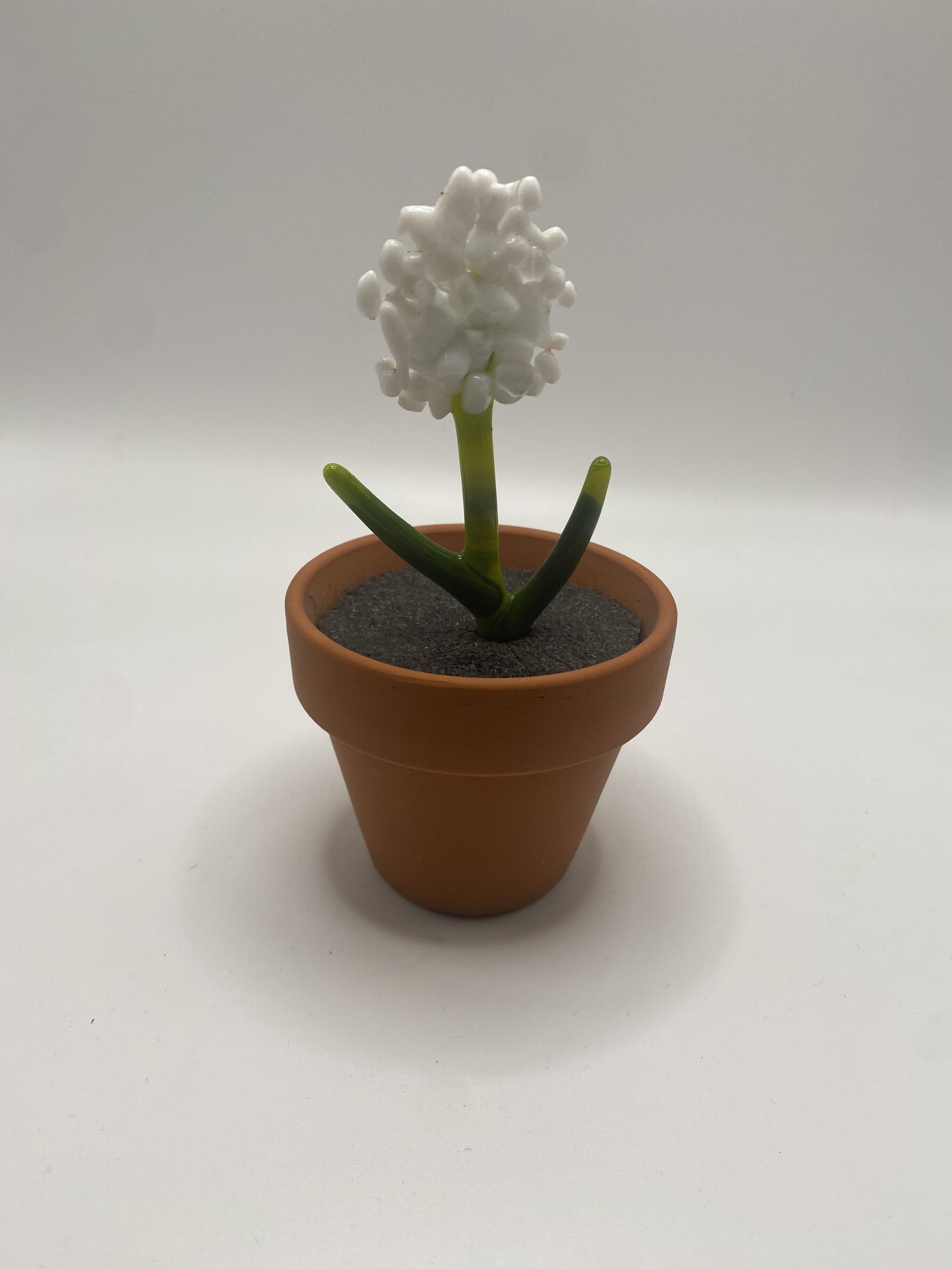 Hvid hyacinth i potte.