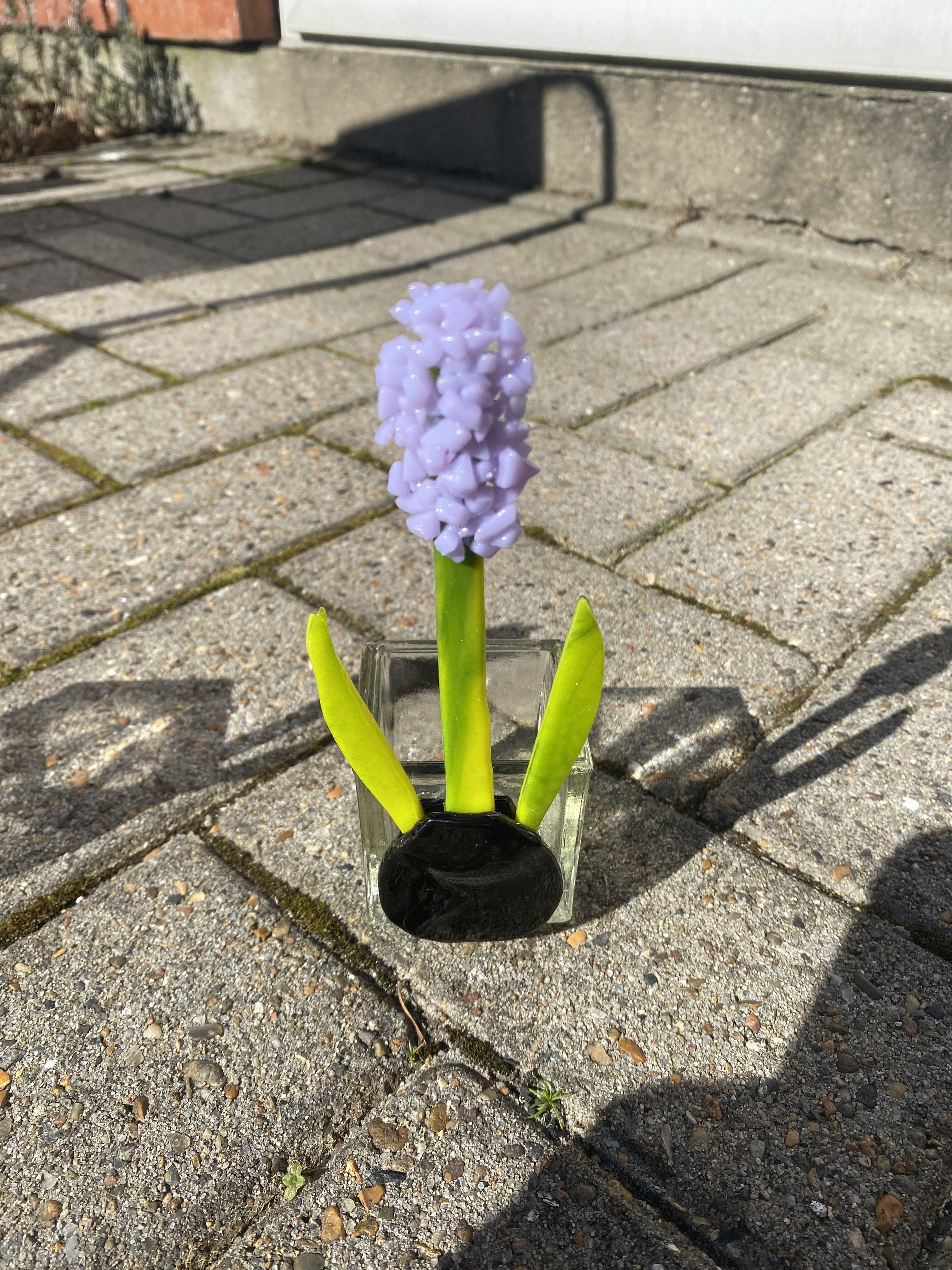 Hyacinth lavendelfavet
